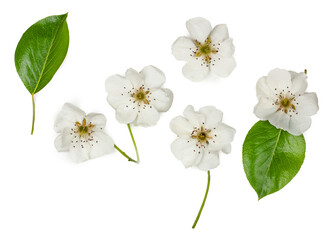 Flowers of pear isolated on a white background, top view,