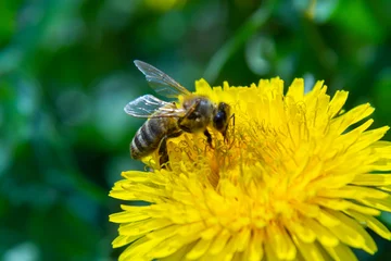 Foto op Aluminium Close up of little caucasian fluffy wild bee in yellow dandelion flower on meadow © Oleh Marchak