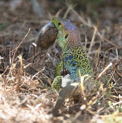 An ocellated lizard (reptile) or jewelled lizard (Timon lepidus) praying on mice (rodent, mammal)