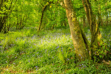Fototapeta na wymiar Springtime woodland walk in Pembrokeshire, Wales