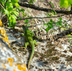 Lacerta viridis, Green and blue lizard with ticks, macro photo of a lizard, European green lizard