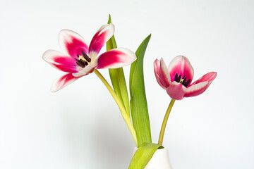 Tulpe / Blume