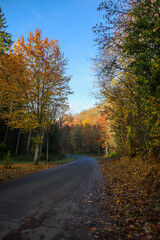 Path in the forest during autumn in Landal Wirfttal, Germany