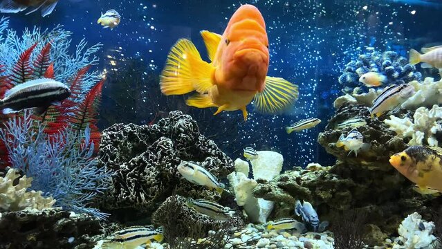 4k. home freshwater aquarium with floating colored fish close-up. Citron lemon cichlazoma, males and females of melanochromis auratus. Concept - pets