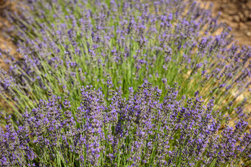 Campos de lavanda en flor, en Ademuz. Comunidad Valenciana. España. Europa