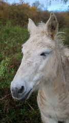 Close up of a beautiful white horse head with fur with vegetation in background