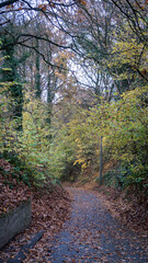 Curving road in a forest in Ottignies, Belgium during autumn