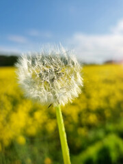 Pusteblume im Sommer vor einem Rapsfeld