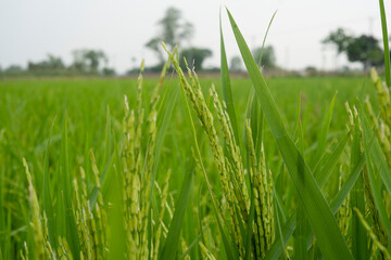 Green paddy  field in Bangladesh
