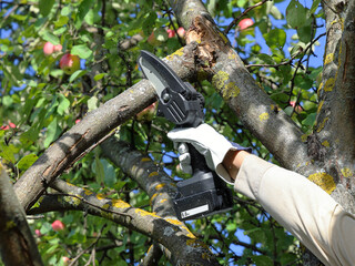Hand holds chain saw with battery to trim broken branch of an apple tree 