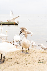 Swans and seagulls are on the shore of the beach, one seagull is flying in the back. The water is calm. Beautiful nature and wildlife concept.