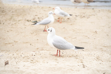 Seagulls are walking on the beach. Beautiful nature and wildlife concept.