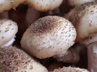 Light brown mushrooms Siberian honey agaric. A whole family of light brown Siberian honey agaric mushrooms has grown on an old stump. They grow together in large colonies of different sizes.
