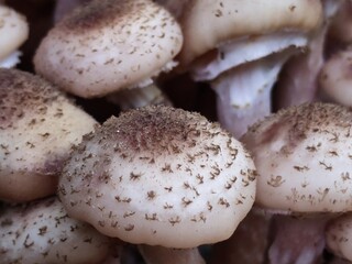 Light brown mushrooms Siberian honey agaric. A whole family of light brown Siberian honey agaric mushrooms has grown on an old stump. They grow together in large colonies of different sizes.