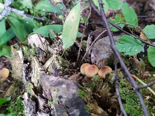 Honey agaric grew on an old stump. Several light brown honey agaric mushrooms have grown on an old stump. They are about the same size growing on a rotting tree.