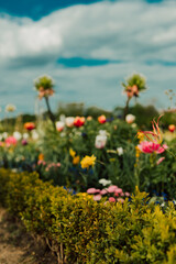 Lush flowers in a flower bed on a sunny day against the blue sky