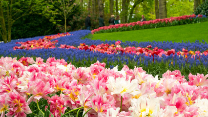 Lisse, Netherlands - 05.03.2022: Beautiful wavy path of blooming tulips iand trees in Keukenhof Gardens in the Netherlands. Pretty spring garden or park landscape.