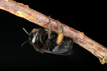 bee on a stick