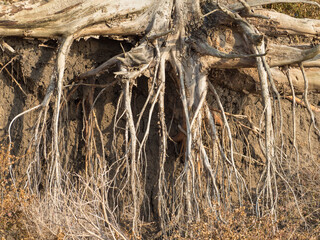 The roots of the tree on the crumbling clay sandy shore. Dry roots and the base of the tree trunk exposed by the crumbling shore
