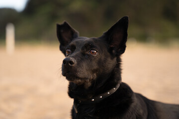 black dog close up 