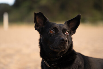 black dog close up 