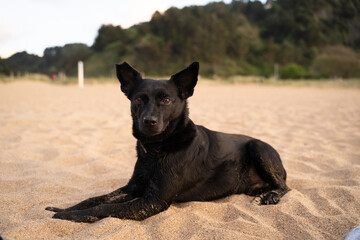 small black dog resting calmly on the beach sand at sunset (close up)