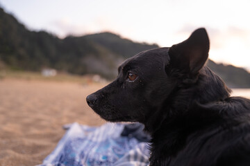 Naklejka na ściany i meble small black dog resting calmly on the beach sand at sunset (close up)