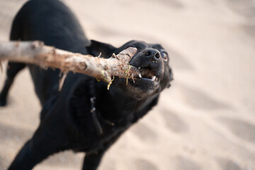 small black dog biting a wooden stick with energy on the sand of the beach