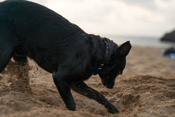 small black dog digging
 a hole in the sand on the beach