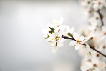 Blooming branches on a gray background, selective focus
