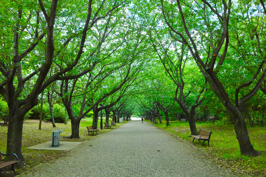 並木道　葛西臨海公園　Roadside tree - Kasai Rinkai Park
