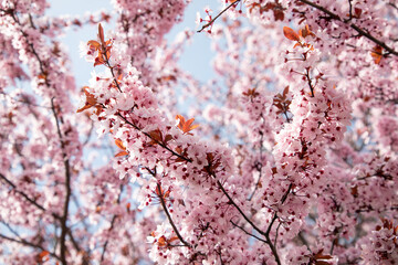 Fototapeta premium Flowering branches of pink cherry, selective focus, front view