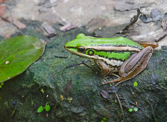 Beautiful colors of green frog on the shore