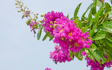 Beautiful pink queen's flower bundle with green leaves on the tree