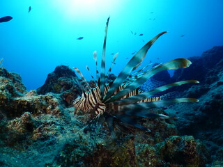 Naklejka na ściany i meble lionfish underwater nice blue light ocean scenery of animal invasive fish mediterranean