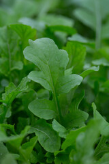 rucola growing in glass house