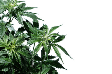 Cannabis plant isolated on white background. Layout of fresh wet marijuana leaves, watering bush, top view. Hemp growing concept.