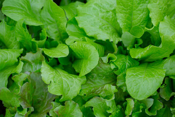 Fototapeta na wymiar curly lettuce growing in glass house