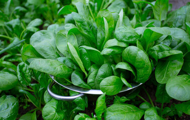 spinach in colander in a glass house - 504144584