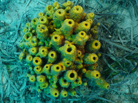 sponges underwater Mediterranean sea ocean scenery of sea habitat Aplysina cavernicola