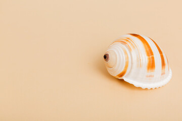 Beach seashells on colored background. Mock up with copy space