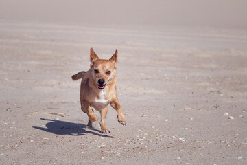 A small light brown mixed-breed female dog running freely on the sand at an empty beach. Animal theme photography with empty space for text