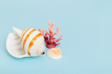Beach seashells on colored background. Mock up with copy space