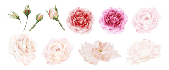 Flower of rose watercolor isolated on white background