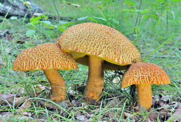 Edible mushrooms (Leccinium extremiorientale)