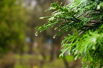 raindrops hang on branches and leaves of trees. nature after the rain.