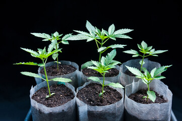 medical marijuana seedlings grows healthy in white fabric planting air pots in grey plastic tray on black cotton background close up
