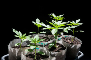 medical marijuana seedlings grows healthy in white fabric planting air pots in grey plastic tray on black cotton background close up