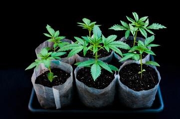 medical marijuana seedlings grows healthy in white fabric planting air pots in grey plastic tray on black cotton background close up