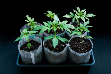 medical marijuana seedlings grows healthy in white fabric planting air pots in grey plastic tray on black cotton background close up